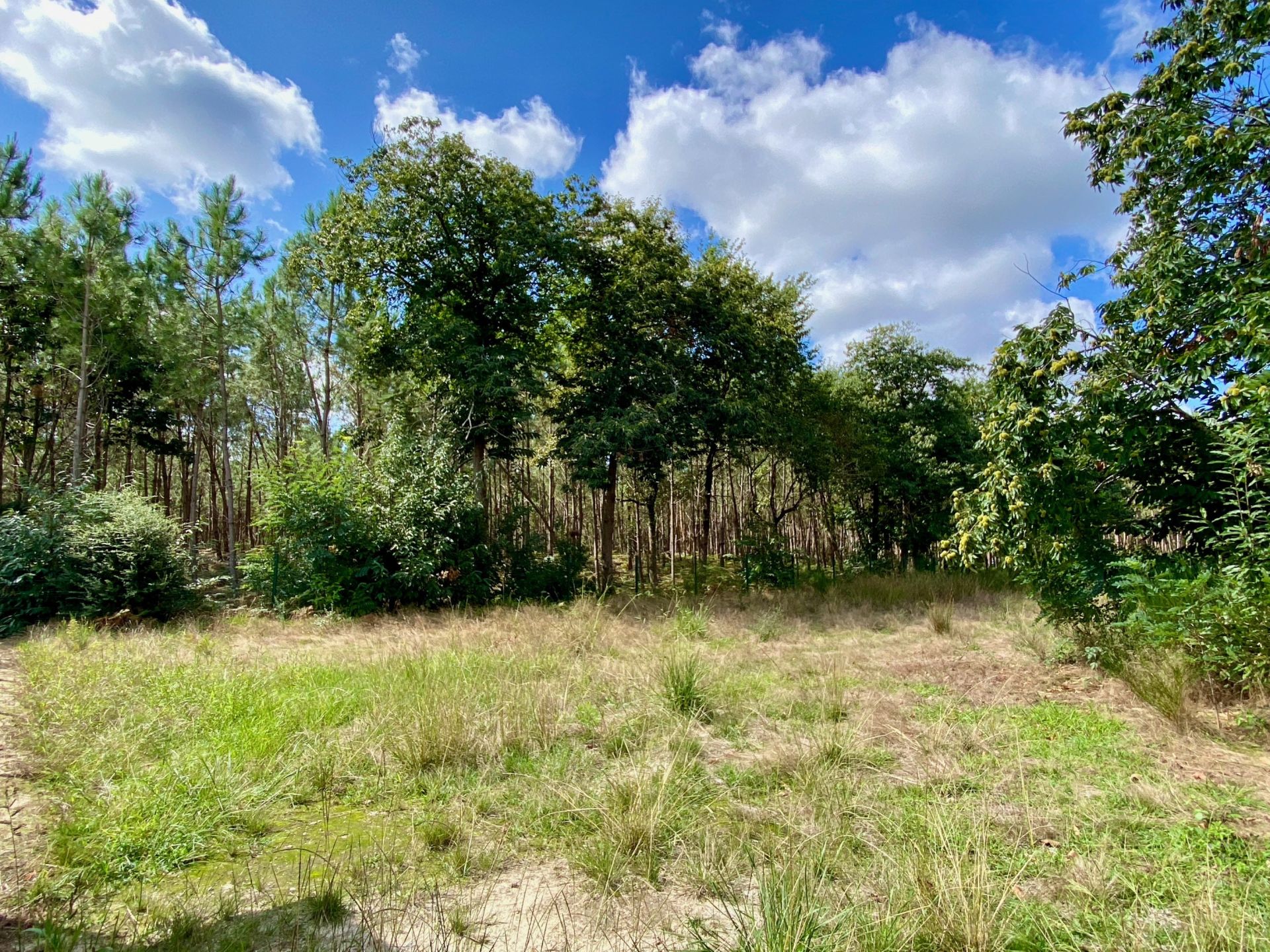 land for sale on TOSSE (40230)