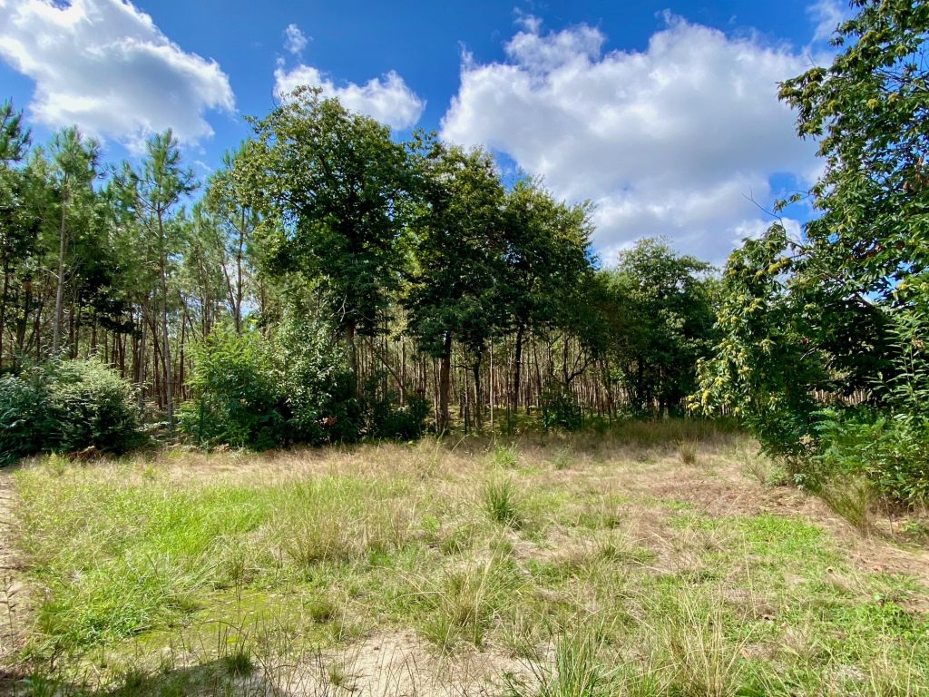 land for sale on TOSSE (40230)